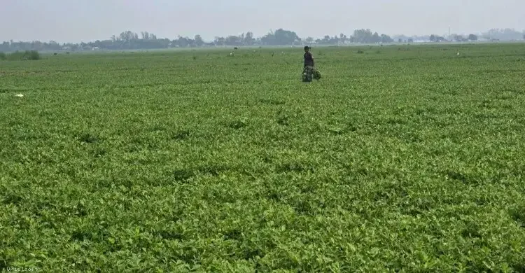 নরসিংদীর চরে বাড়ছে বাদাম চাষ, কৃষকের মুখে হাসি