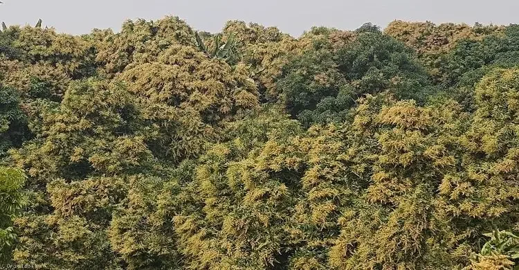 পাহাড়ে আমের মুকুল: আশার পাশাপাশি আশঙ্কায় চাষিরা